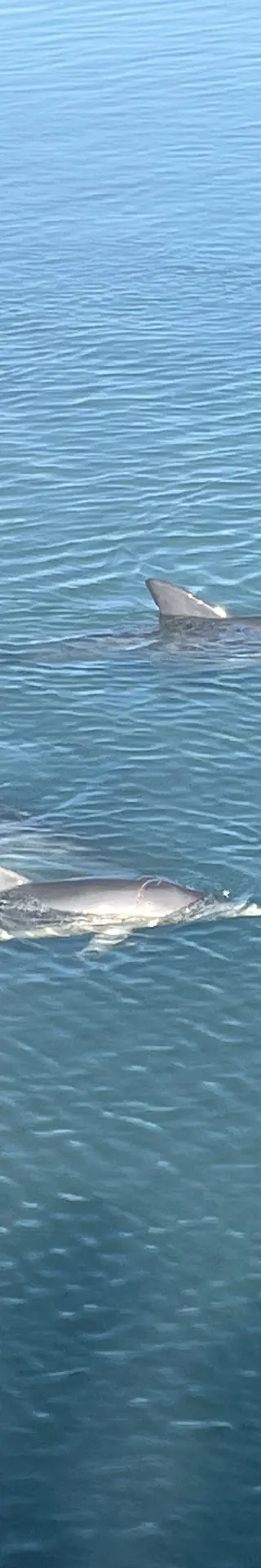 Naturreservat Monkey Mia